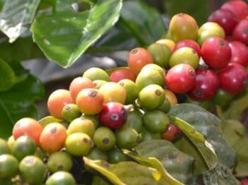 Kenya Coffee Tour In Fairview