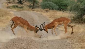 Nairobi National Park - David Sheldrick Day Tour
