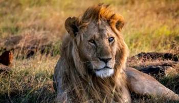 3 Days Masai Mara Safari Tour