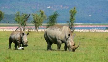 4 Days Masai Mara - Lake Nakuru Tour