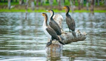 5 Days Masai Mara - Lake Nakuru - Lake Naivasha Safari Tour