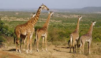 5 Days Samburu - Aberdare - Ol Pejeta Tour