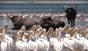 6 Days Masai Mara - Lake Nakuru - Amboseli Safari Package
