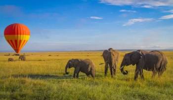 7 Days Best Kenya Safari - Mara - Lake Nakuru - Lake Naivasha - Amboseli Tour