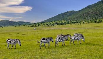 8 Days Amboseli - Aberdares - Ol Pejeta - Lake Nakuru - Masai Mara Safari Tour
