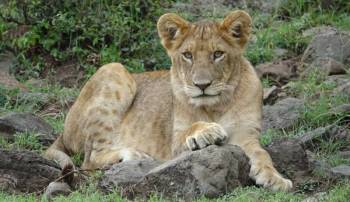 3 Days Amboseli Flying Safari Tour