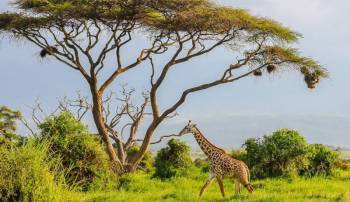 5 Days Kenya Flying Safari Tour