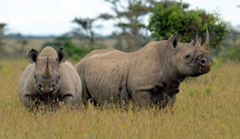 6 Days Flying Kenya Safari Tour