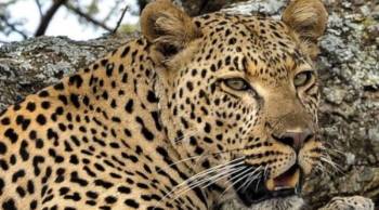 Ngorongoro Tour Packages