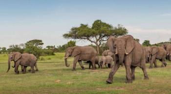 Ngorongoro Tour Packages