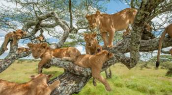 Ngorongoro Tour Packages