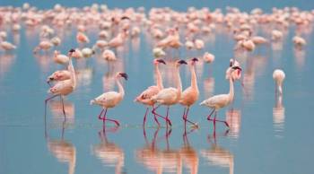 Ngorongoro Tour Packages