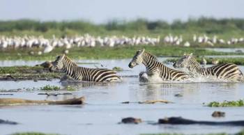 Ngorongoro Tour Packages
