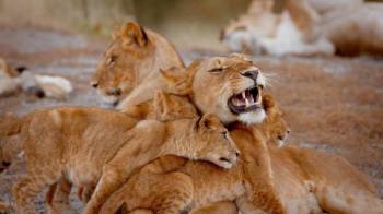 5 Days - 4 Nights Maasai Mara And Serengeti National Park Safari Tour