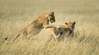 Manyara Tour Packages