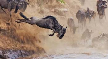 Manyara Tour Packages