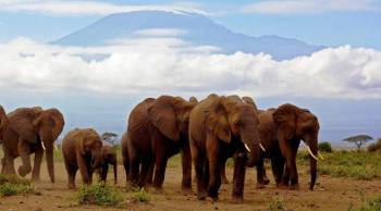 Manyara Tour Packages