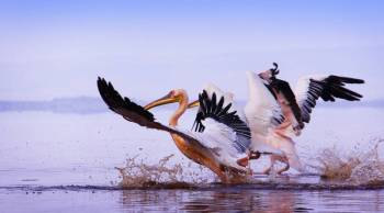 Ngorongoro Tour Packages