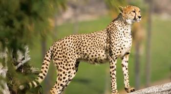 12 Days - 11 Night Kenya And Tanzania Safari Tour