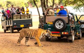 Same Day Ranthambore Tour