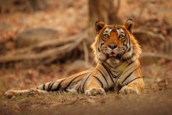Ranthambore One Day Trip