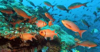 3 Nights / 4 Days Tour to Malvan and Ganpatipule