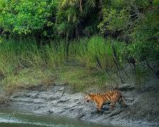 Explore World Heritage Sundarban Tour