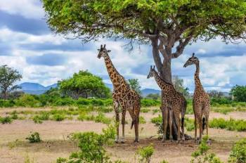 Mikumi National Park - Zanzibar Experience Tour