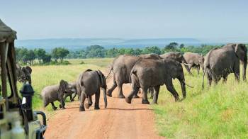 Nyerere National Park - Zanzibar Fly-in Experience Tour