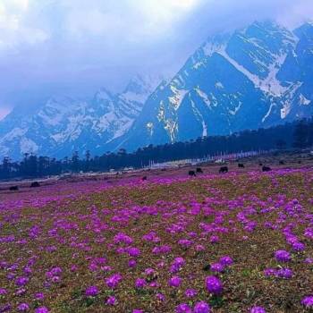 Lachung Tour Packages
