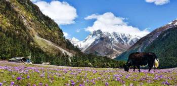 Lachen Tour Packages