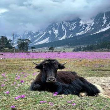 2 Nights 3 Days North Sikkim tour