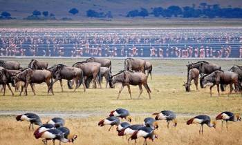 7 Night - 8 Days Kifaru Safari Tour