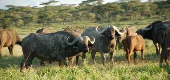 13 Days Kilimanjaro Climb And Serengeti Wildlife Safari - Zanzibar Beach