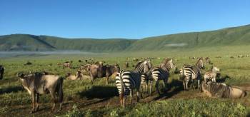 8 Days Spectacular Migration Serengeti Mid - Range Tour