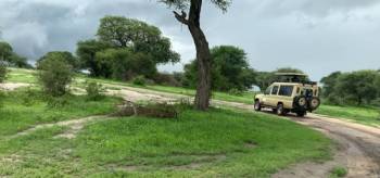 11 Days Kenya And Tanzania Wildebeest Calving Safari Tour
