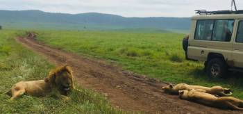 8 Days Camping Serengeti Migration Safari Tour