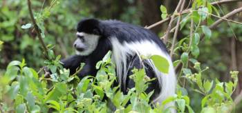 8 Days Safari To Most Celebrated African Parks Tour