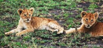 10 Days Private Budget Safari And Zanzibar Holiday Tour