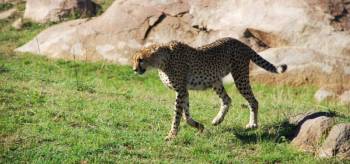 4 Days Lake Manyara - Ngorongoro Crater And Tarangire National Park Tour
