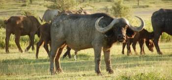 6 Days Manyara - Tarangire - Serengeti - Ngorongoro Lodge Tour