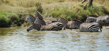 4 Days Tarangire - Serengeti - Ngorongoro Safari Tour