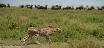 4 Days Manyara - Serengeti - Ngorongoro Luxury Adventure Tour