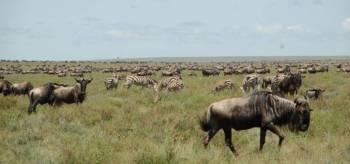 5 Days The Great Wildebeest Calving Safari Tour