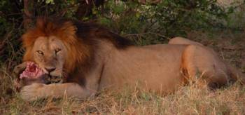 5 Days Serena Luxury Tanzania Safari Tour