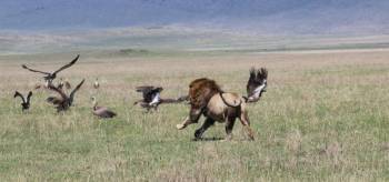 7 Days Luxury Adventure In Tanzania Tour