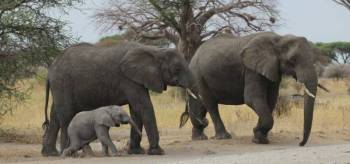 5 Days Pumba Safari - Serengeti And Ngorongoro Tour