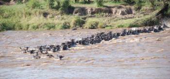 8 Days Tanzania - Great Migration Safari Tour December-April