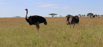 10-Day Camping Safari From Muraa