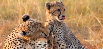 5 Days Lake Manyara - Ngorongoro Crater - Serengeti Tour